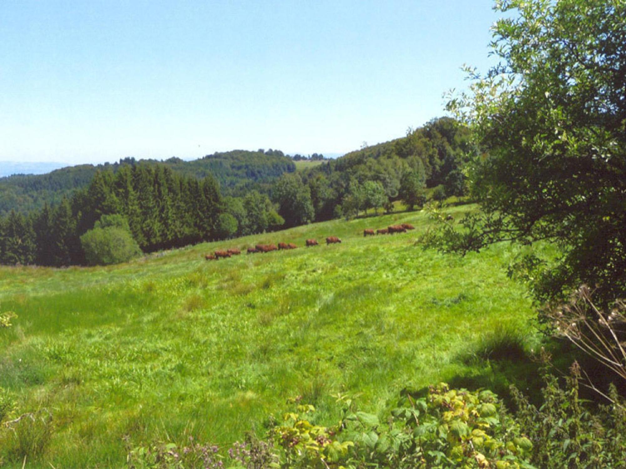 Charmant Gite Avec Terrasse, Cheminee Et Jardin, A Proximite Des Bois, Animaux Acceptes - Fr-1-496-205 Saint-Jean-Soleymieux Екстериор снимка